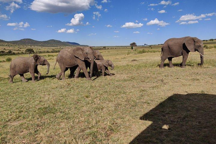 Massai Mara Safari !!