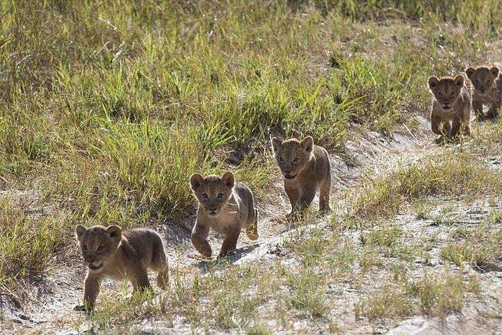 9-Day Uganda Primates - Lions & so Much More (Midrange)