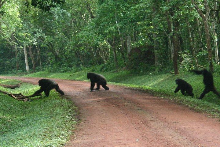 9-Day Uganda Primates - Lions & so Much More (Midrange)