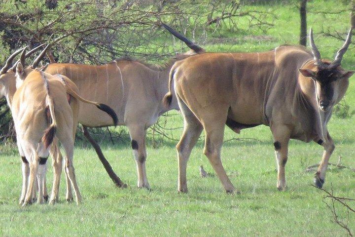 9-Day Uganda Primates - Lions & so Much More (Midrange)