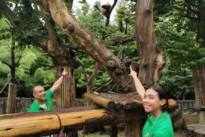 Tour privato di Panda Full Day Volunteer e Dujiangyan Irrigation System