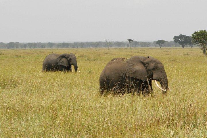 14 Day Uganda & Rwanda Primate Tour (Midrange Tour)