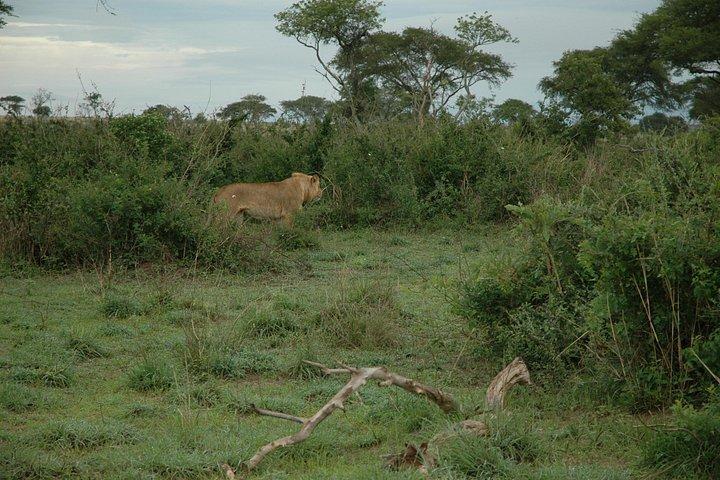 14 Day Uganda & Rwanda Primate Tour (Midrange Tour)