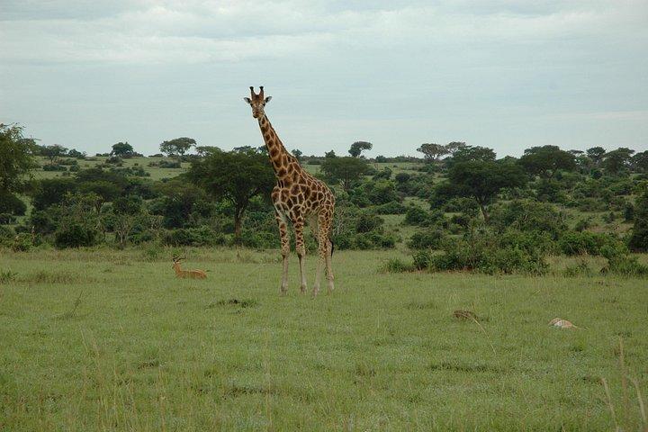 14 Day Uganda & Rwanda Primate Tour (Midrange Tour)