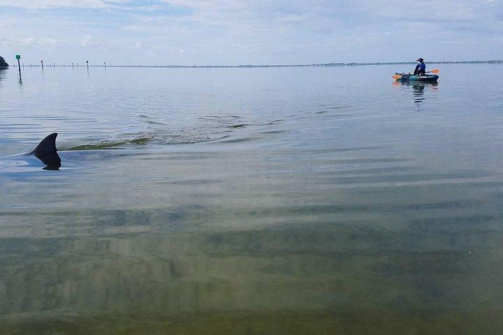 Wildlife Refuge Manatee, Dolphin & Mangrove Kayak oder Paddleboarding Tour!