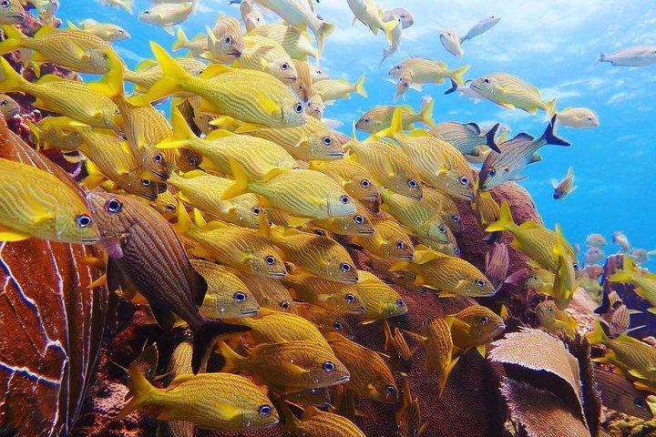 Open Water Diver kursus PADI i Cancun