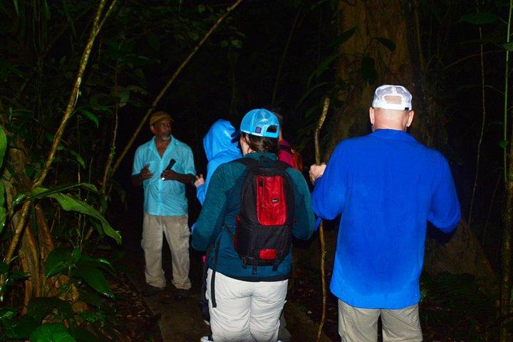 Canopy Tour + Tarzan Swing + Night Walk