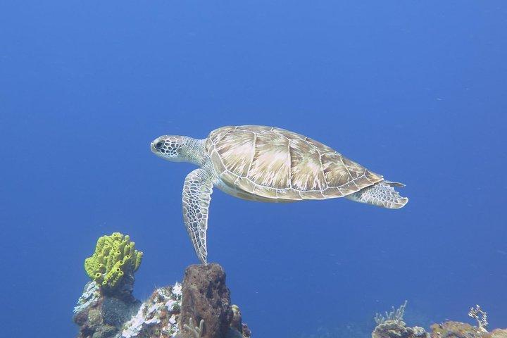 Open Water Diver kursus PADI i Cancun