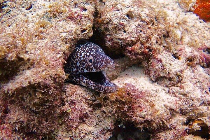 Diving package Dive Guru