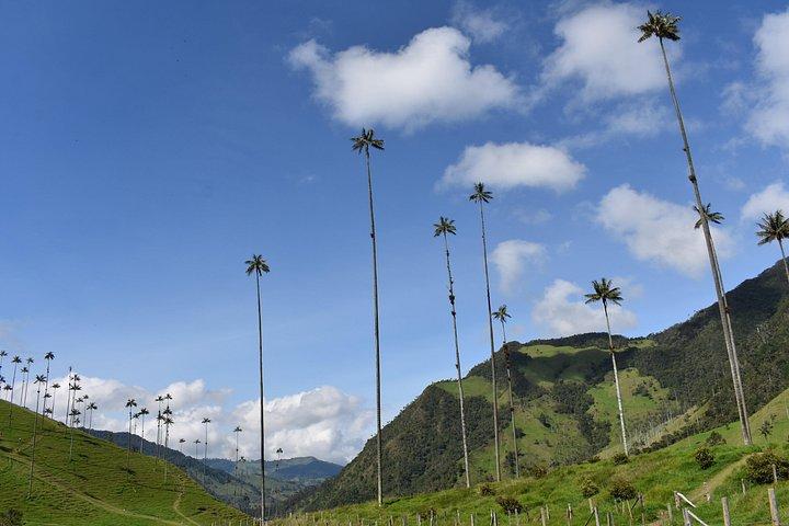 Salento Valle del Cocora and Filandia