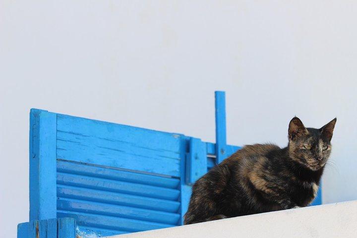 Privat tur: Mykonos ön på en halv dag