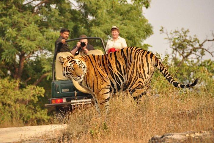 Hoteller i nærheden af Ranthambore Tiger Safari Private Day Trip