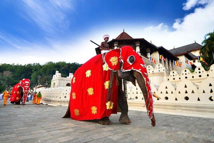 Excursion d'une journée à Kandy (privé et tout compris)