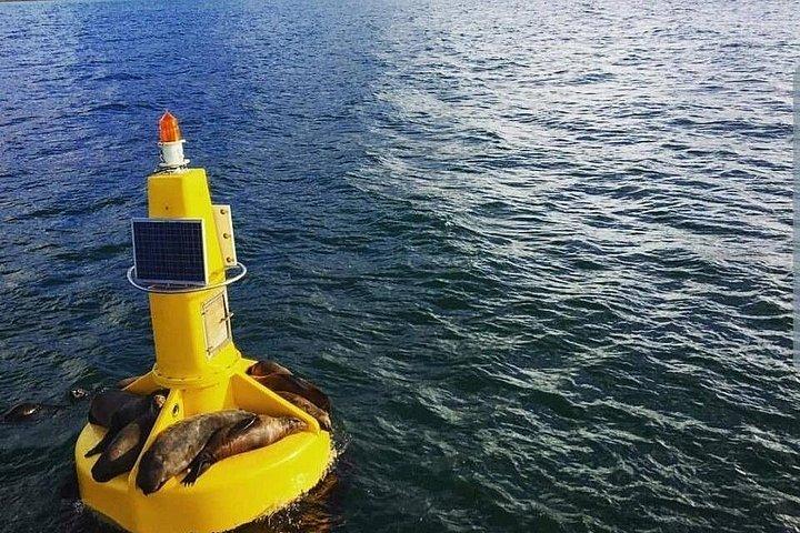 Crucero de media hora por las focas y el puerto desde Ciudad del Cabo