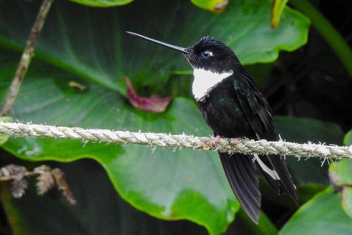 Privé vogeltocht in Mindo Cloud-Forest + Mitad del mundo