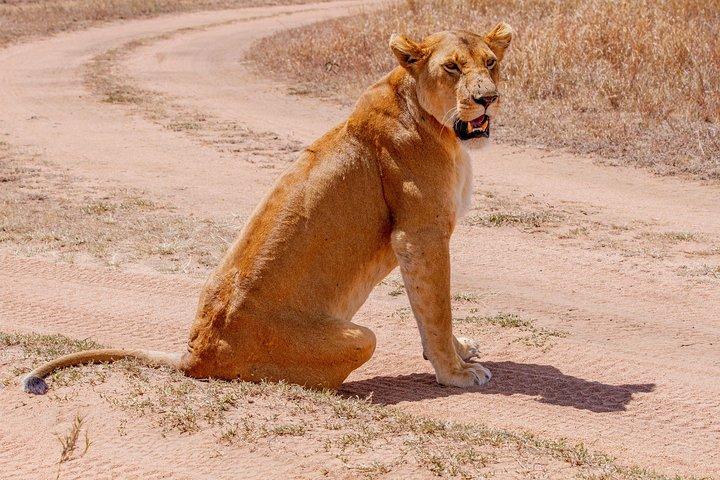 6 dage luksuriøs Northern Circuit Safari - Et glimt af Tanzania Adventure