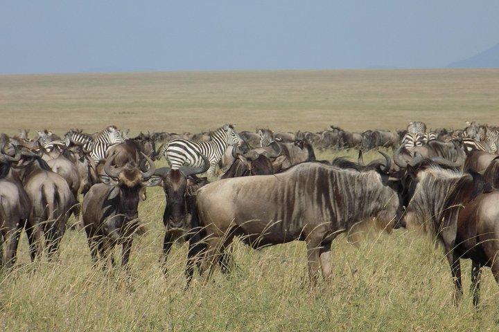 Excursión de 6 días a Safari de vida silvestre de Tanzania