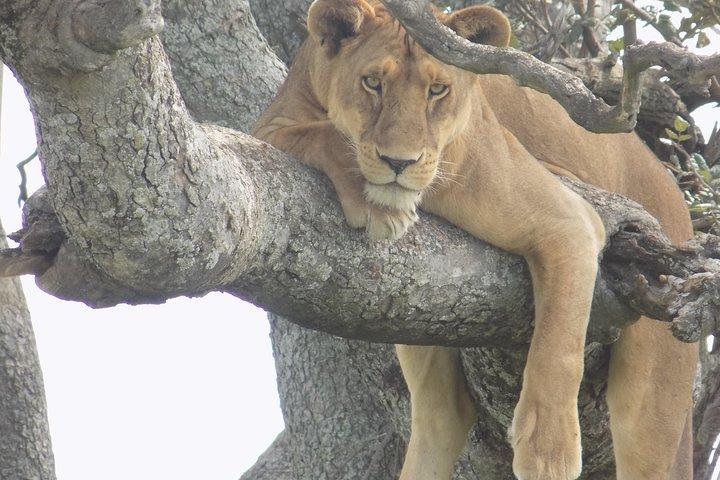 Excursión de 6 días a Safari de vida silvestre de Tanzania