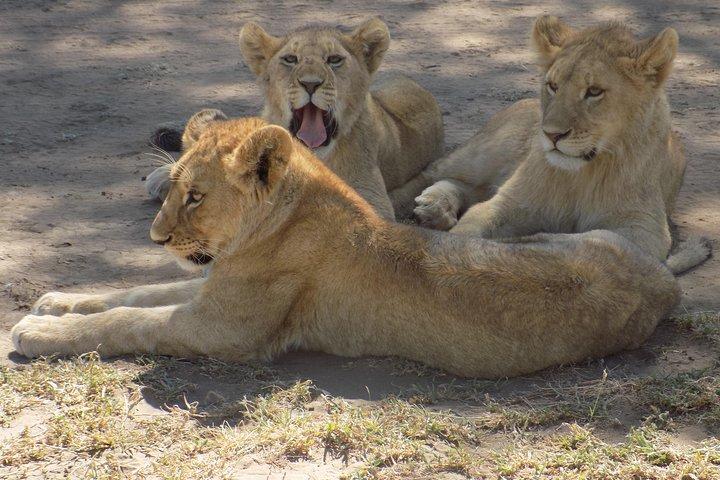 Excursión de 6 días a Safari de vida silvestre de Tanzania