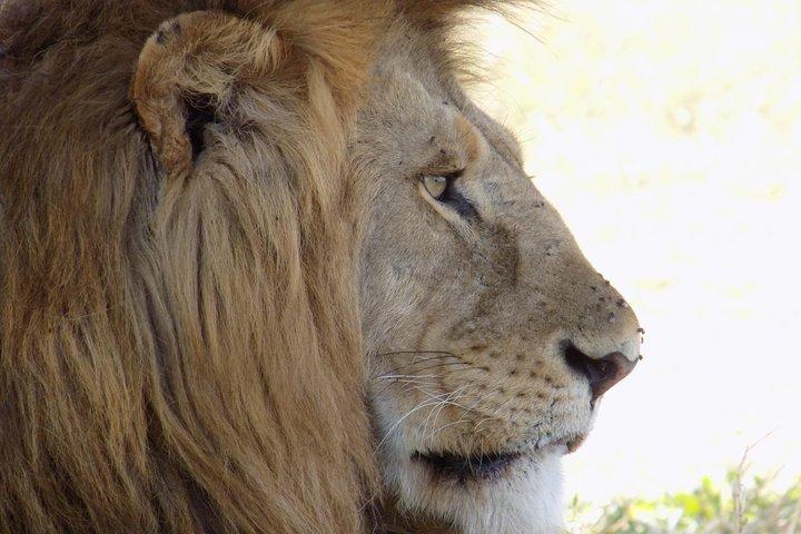 Excursión de 6 días a Safari de vida silvestre de Tanzania
