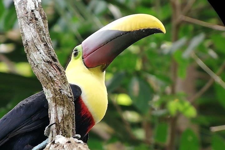 Manuel Antonio National Park Guided Tours