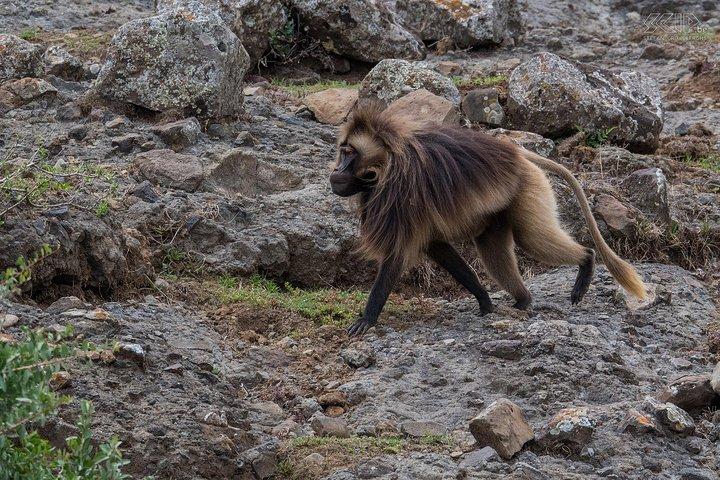 アディスアベバからデブレ・リバノスとポルトガル橋への日帰り旅行