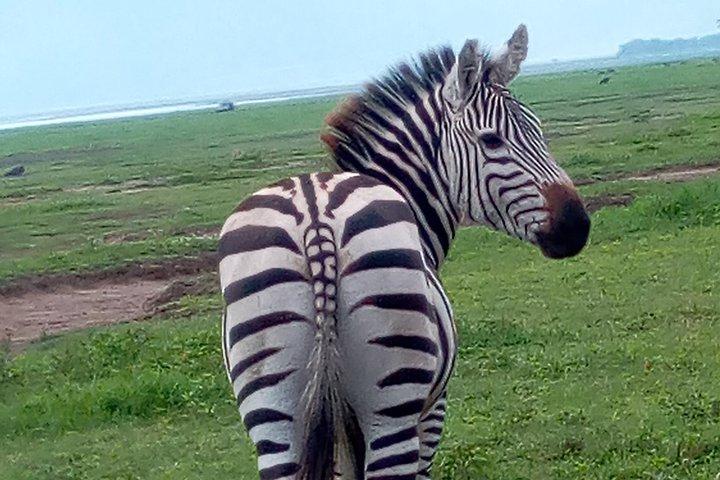 5 Days Safari from Dar es Salaam to Tarangire NP, Manyara NP & Ngorongoro Crater