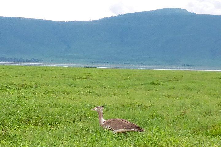 5 Days Safari from Dar es Salaam to Tarangire NP, Manyara NP & Ngorongoro Crater