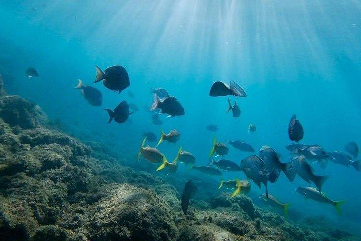Snorkeling in Paradise - Videos Included