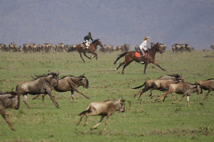 Safari fotografico della Pantera Nera
