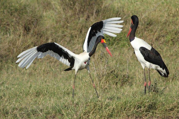 3 días de campamento Safari Tarangire, lago Manyara y cráter Ngorongoro