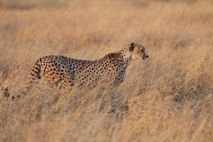 Fire dages spil kører Safari Tarangire, Serengeti og Ngorongoro Crater