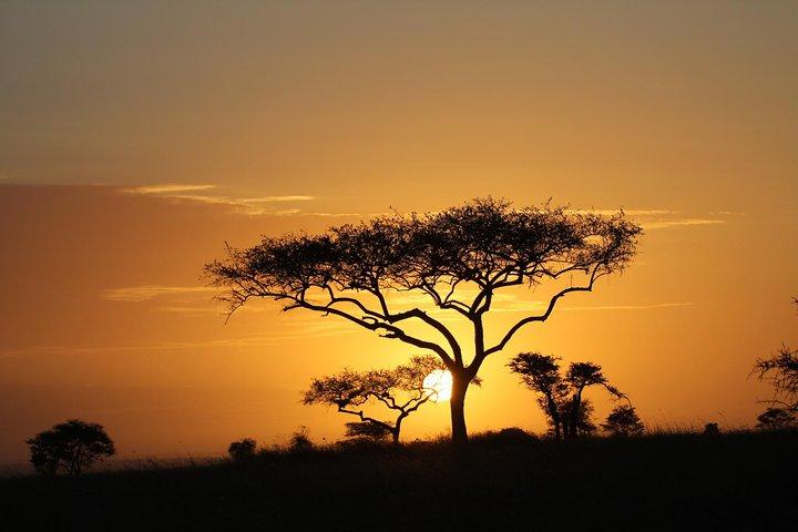 Fire dages spil kører Safari Tarangire, Serengeti og Ngorongoro Crater