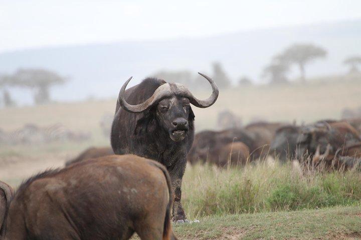 3 días de campamento Safari Tarangire, lago Manyara y cráter Ngorongoro