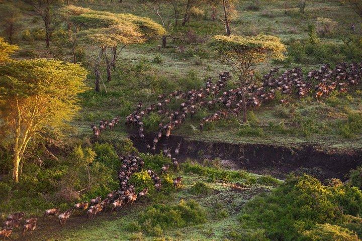 7 Tage Lewa Conservancy & Maasai Mara Luxus-Safari