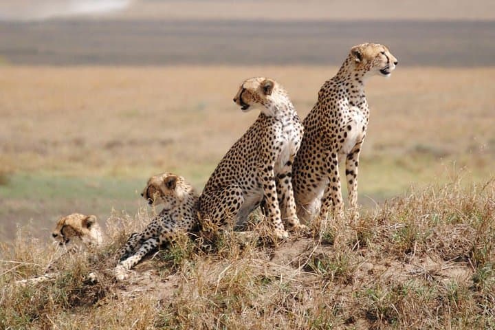 9 days Kenya Tanzania Safari