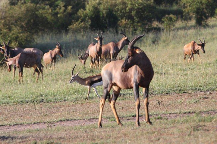 3 días de campamento Safari Tarangire, lago Manyara y cráter Ngorongoro