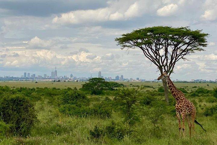 Parco Nazionale di Nairobi e Centro Giraffe