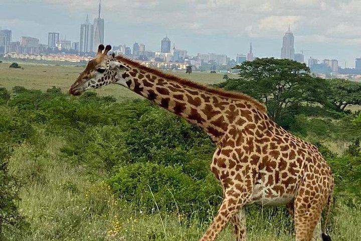 Parco Nazionale di Nairobi e Centro Giraffe