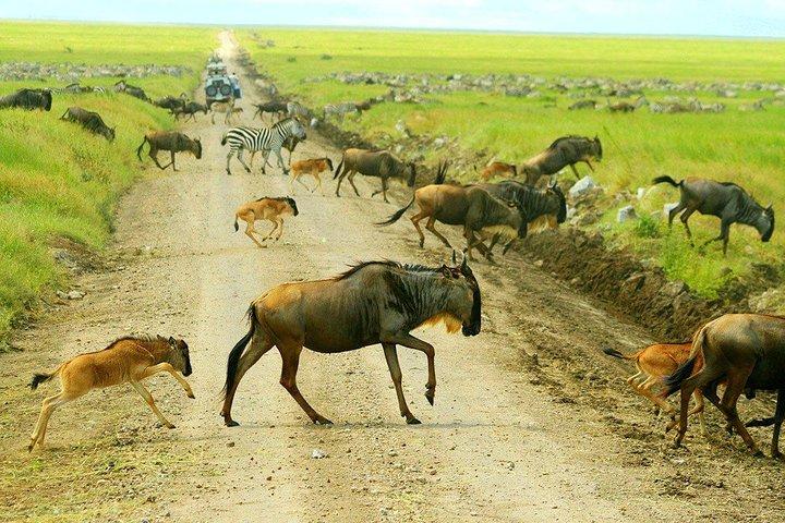 7-dages safari (inklusive Serengeti) & Zanzibar-udvidelse