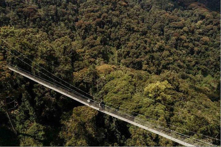 1 giorno Canopy Walk Adventure nel Parco nazionale della foresta di Nyungwe