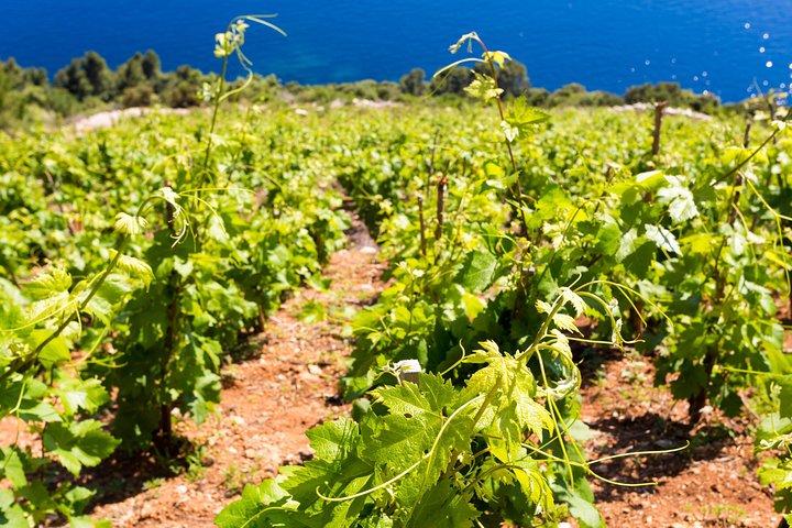 Peljesac&Ston Small-Group Mad & Wine Experience fra Dubrovnik