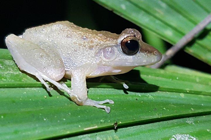 Tour notturno di Manuel Antonio