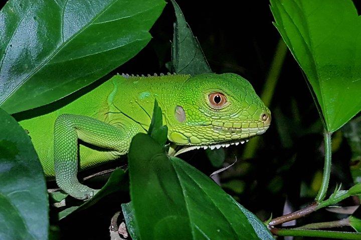 Tour notturno di Manuel Antonio