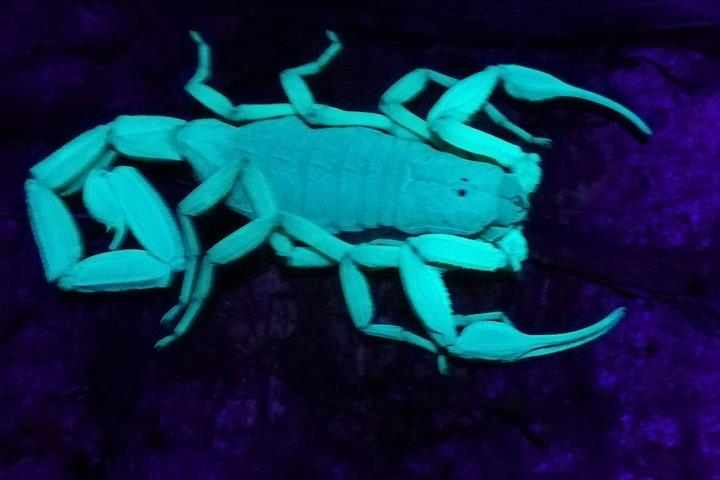Manuel Antonio Night Tour