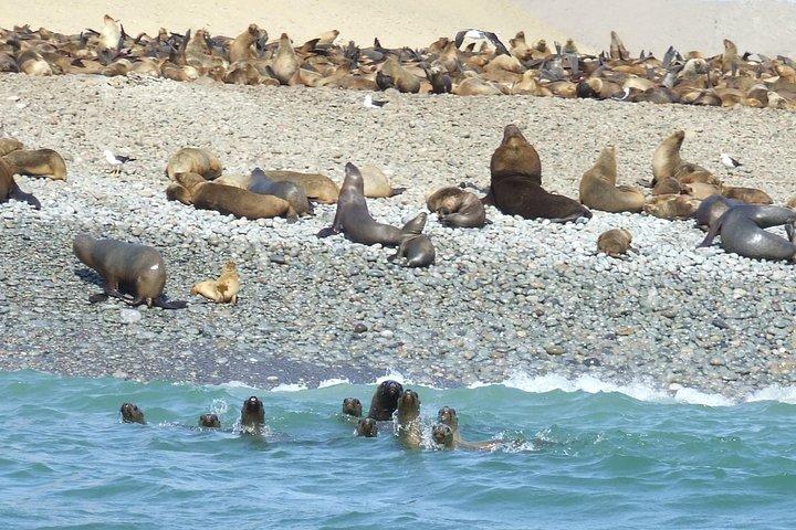 Journée complète à Paracas: Islas Ballestas, parc national et sandboard à Paracas