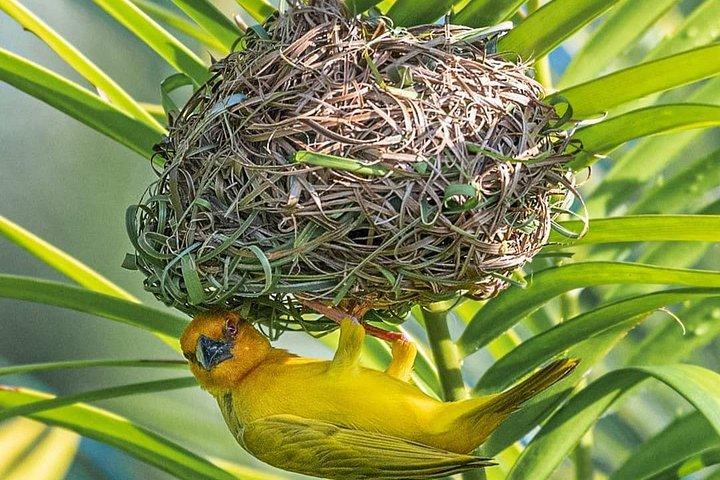 Excursion d'une journée à Ngorongoro avec des expériences Massaï