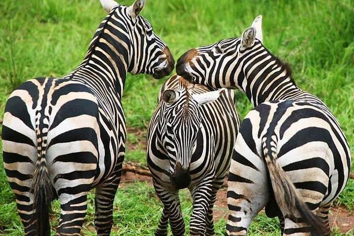 1 Tag Lake Mburo National Park