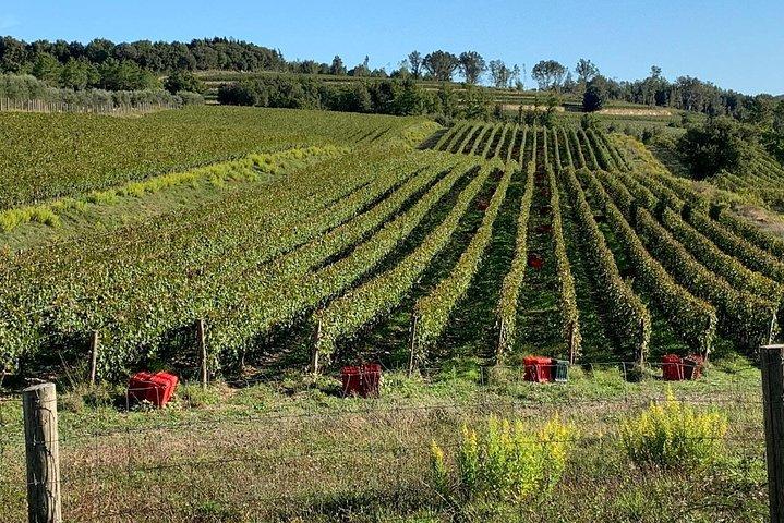 Contrate sua Guia Local de Vinhos em Bolgheri para degustações privadas