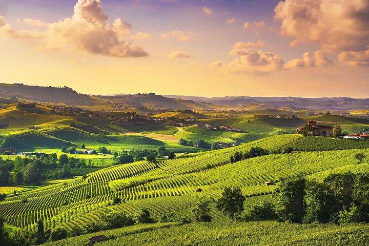 Langhe Wine & Food Tour da Torino: Barolo e Altro